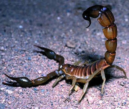 http://images.bugaga.ru/posts/2009-06/thumbs/1244901522_03-scorpion.jpg